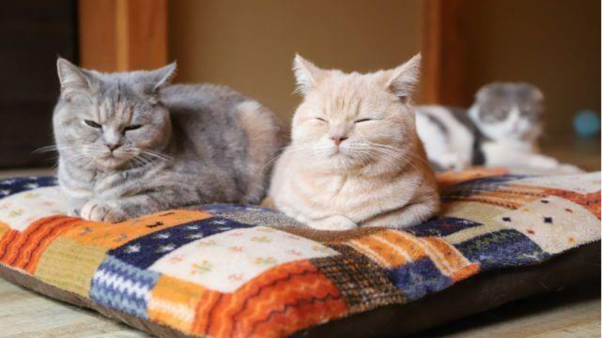 面接直前にできるリラックス法をイメージした猫の写真